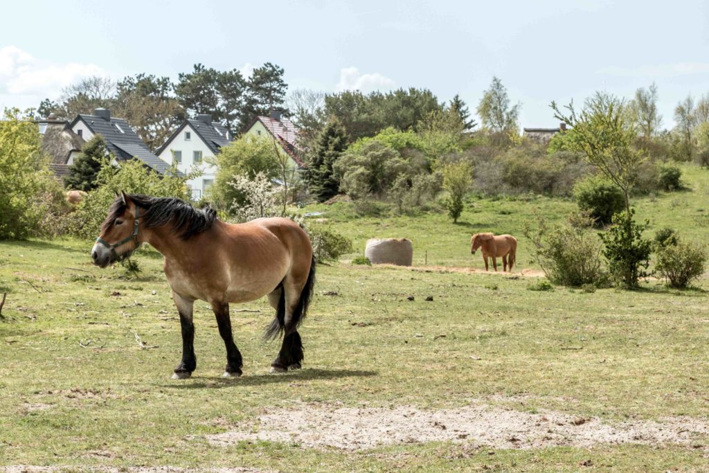 Konie na Hiddensee