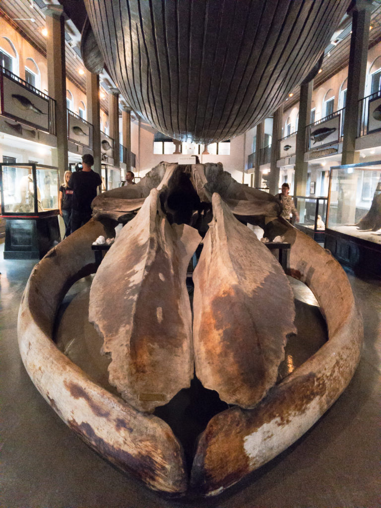 Muzeum wielorybnictwa w Sandefjord