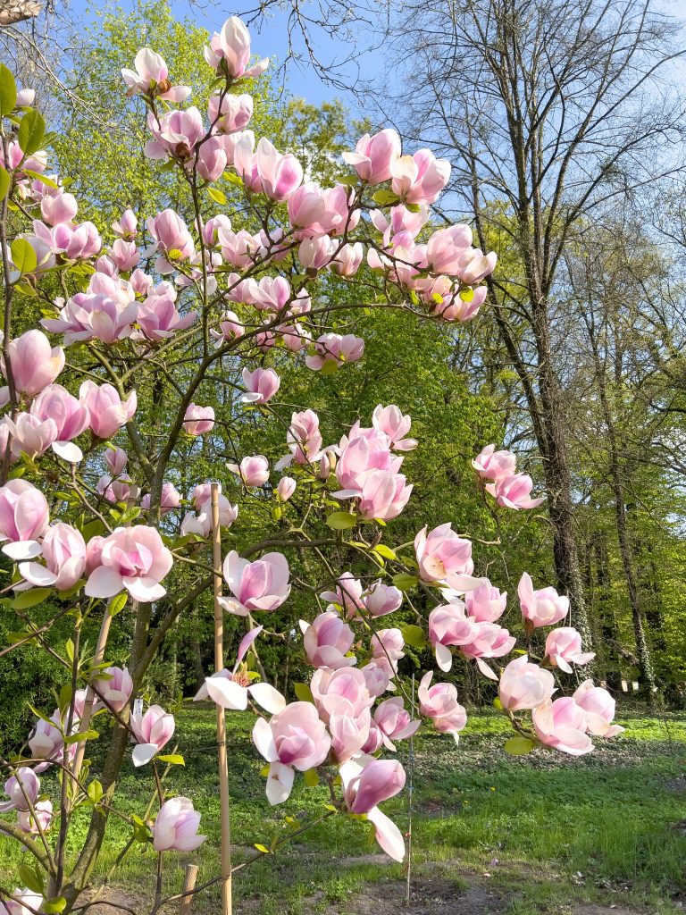 Kwitnące magnolie Arboretum w Kórniku